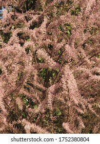 Saltcedar Or Salt Cedar, Blooming