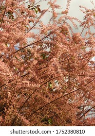 Saltcedar Or Salt Cedar, Blooming