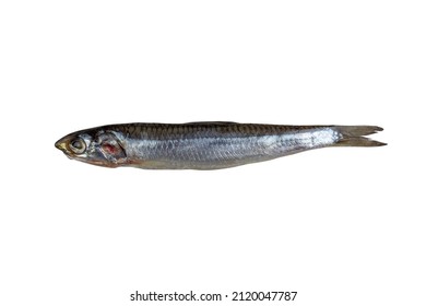 Salted Fish European Anchovy Isolated On A White Background