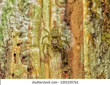 Furry Tarantula Alfresco Walking Along Tree Stock Photo (Edit Now ...