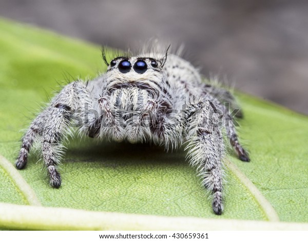 Salticus Scenicus Female Jumping Spider Salticidae の写真素材 今すぐ編集