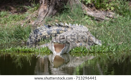 Saltie (saltwater crocodile) in Kakadu NP