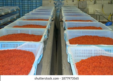 Salting Red Caviar On Fish Processing Stock Photo (Edit Now) 1877973565