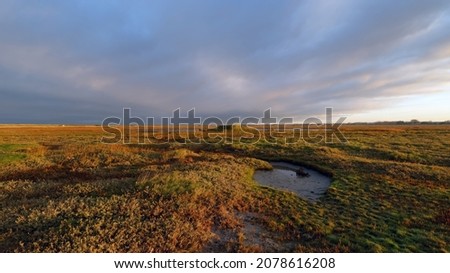 Saltmarsh of la Vanlée in the Cotentin coast