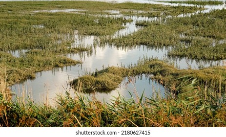 Saltmarsh On The Essex Coast At High Tide In The UK