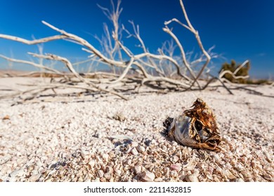 Salton Sea a landlocked sea bed climate change signs of emaciated skeleton fish an environmental disaster Southern California USA
