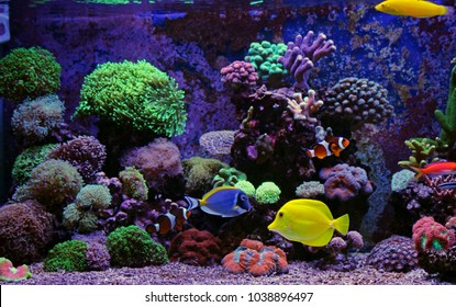 Saltwater Aquarium Images Stock Photos Vectors Shutterstock,Wagh Bakri Spiced Tea