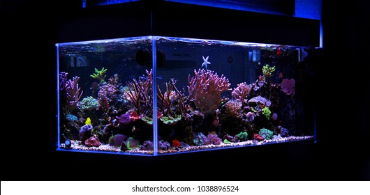 Saltwater Coral Reef Fish Tank