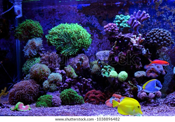Saltwater Coral Reef Fish Tank Animals Wildlife Stock Image 1038896482,Wagh Bakri Spiced Tea