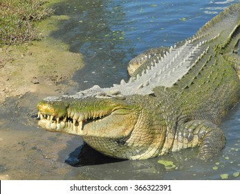 Saltwater Crocodile.