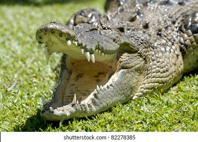 Saltwater Crocodile