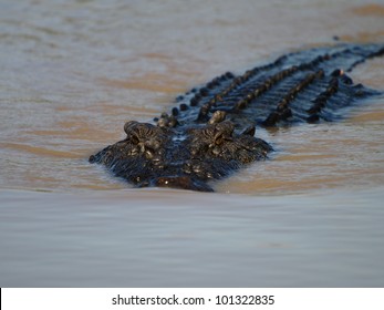 Saltwater Crocodile, Australia