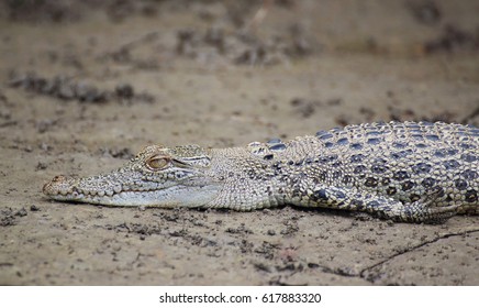 A Saltwater Crocodile Baby Lying In The Mud