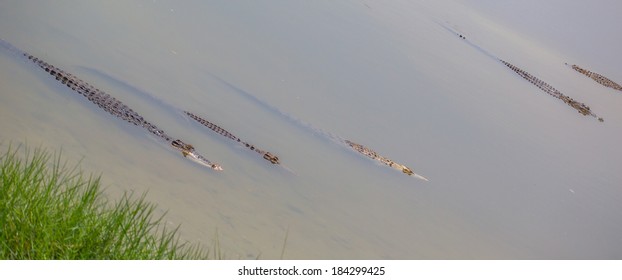 Saltwater Crocodile In Captivity