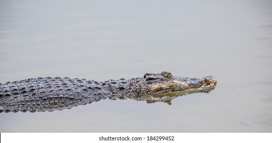 Saltwater Crocodile In Captivity