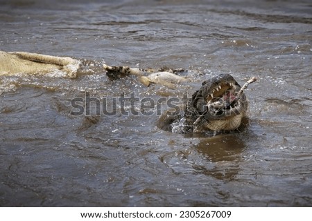 A saltwater crocodile captured feeding on animals with bloody bones in its mouth