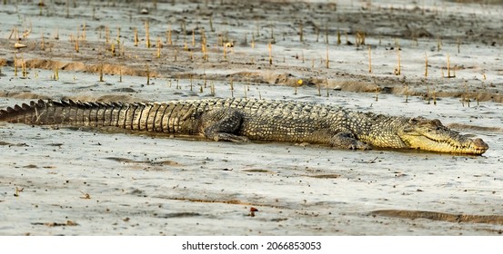 The saltwater crocodile is a crocodilian native to saltwater habitats and brackish wetlands from India's east coast across Southeast Asia and the Sundaic region to northern Australia and Micronesia. - Shutterstock ID 2066853053