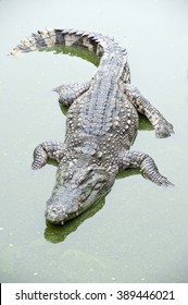 The Saltwater Crocodile Crocodylus Porosus