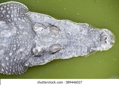 The Saltwater Crocodile Crocodylus Porosus