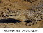 The saltwater crocodile (Crocodylus porosus) is a crocodilian native to saltwater habitats, brackish wetlands and freshwater rivers from India