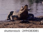 The saltwater crocodile (Crocodylus porosus) is a crocodilian native to saltwater habitats, brackish wetlands and freshwater rivers from India