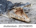 The saltwater crocodile (Crocodylus porosus) is a crocodilian native to saltwater habitats and brackish wetlands from India