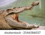 The saltwater crocodile (Crocodylus porosus) is a crocodilian native to saltwater habitats and brackish wetlands from India