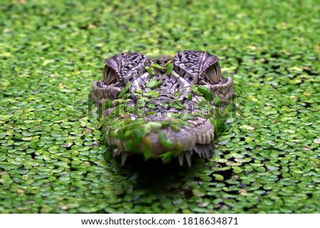 The Saltwater Crocodile (Crocodylus porosus) is a crocodilian native to saltwater habitats and brackish wetlands from India's east coast across to Southeast Asia.