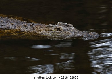 Saltwater Crocodile, Crocodylus Porosus, Florida