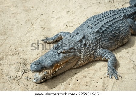 Saltwater crocodile (Crocodylus porosus) or Saltwater crocodile or Indo Australian crocodile 