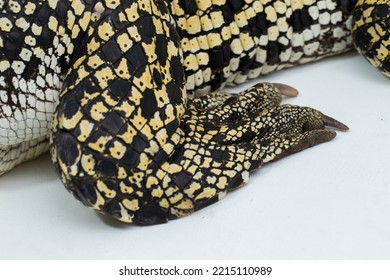 Saltwater Crocodile Crocodylus Porosus Isolated On White Background