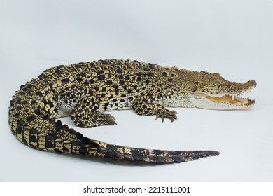 Saltwater crocodile Crocodylus porosus isolated on white background - Shutterstock ID 2215111001