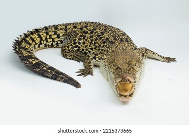 Saltwater crocodile Crocodylus porosus isolated on white background - Shutterstock ID 2215373665