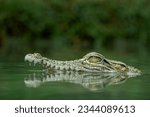 The Saltwater Crocodile (Crocodylus porosus) in the river on Borneo island, Indonesia. The species is one of the largest living crocodile in the world. 