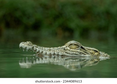 The Saltwater Crocodile (Crocodylus porosus) in the river on Borneo island, Indonesia. The species is one of the largest living crocodile in the world. 