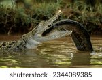 The Saltwater Crocodile (Crocodylus porosus) - from South East Asia is one of the largest living crocodile in the world. It is eating a fish as its prey.