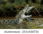 The Saltwater Crocodile (Crocodylus porosus) - from South East Asia is one of the largest living crocodile in the world. It is eating a fish as its prey.