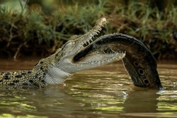 The Saltwater Crocodile (Crocodylus Porosus) - From South East Asia Is One Of The Largest Living Crocodile In The World. It Is Eating A Fish As Its Prey.