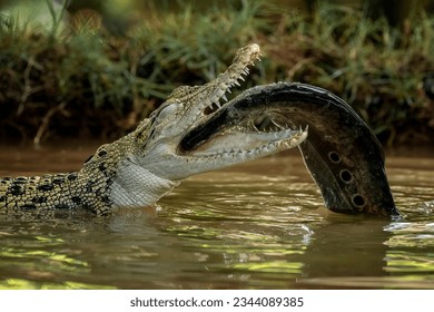The Saltwater Crocodile (Crocodylus porosus) - from South East Asia is one of the largest living crocodile in the world. It is eating a fish as its prey. - Shutterstock ID 2344089385