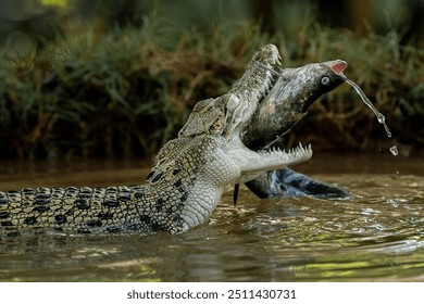 The Saltwater Crocodile (Crocodylus porosus) - from South East Asia is one of the largest living crocodile in the world. It is eating a fish as its prey.