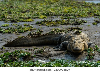 A saltwater crocodile (Crocodylus porosus) in a swamp on a sunny day