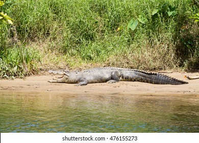 Saltwater Crocodile, Daintree River, Australia