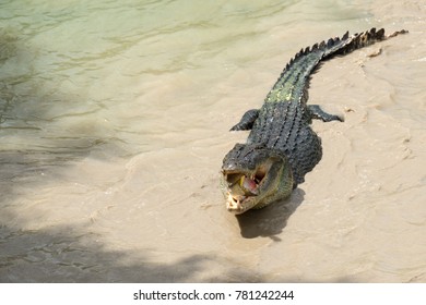 Saltwater Crocodile Eating Barramundi, Australia