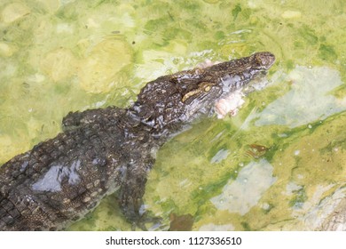 Saltwater Crocodile Eating Chicken