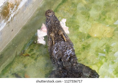 Saltwater Crocodile Eating Chicken