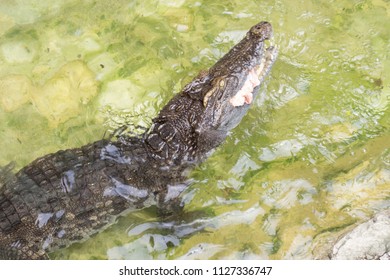 Saltwater Crocodile Eating Chicken