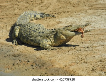 Saltwater Crocodile Eating Its Dinner.