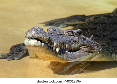 Saltwater Crocodile. Head Shot. Queensland, Australia 