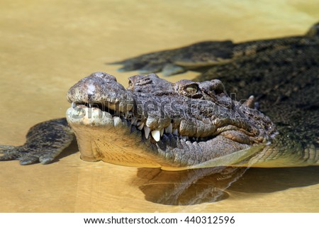 Saltwater crocodile. Head shot. Queensland, Australia 