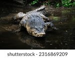 Saltwater crocodile, Indo-Australian crocodile, or Man-eater crocodile. Crocodylus porosus is the largest type of crocodile in the world.